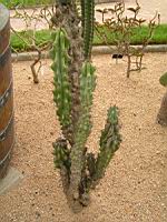 Cereus Jamacaru (forme monstrueuse) (fam Cactacees) (Bresil) (02) (Photo F. Mrugala)